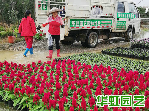 花卉基地 批發(fā)零售